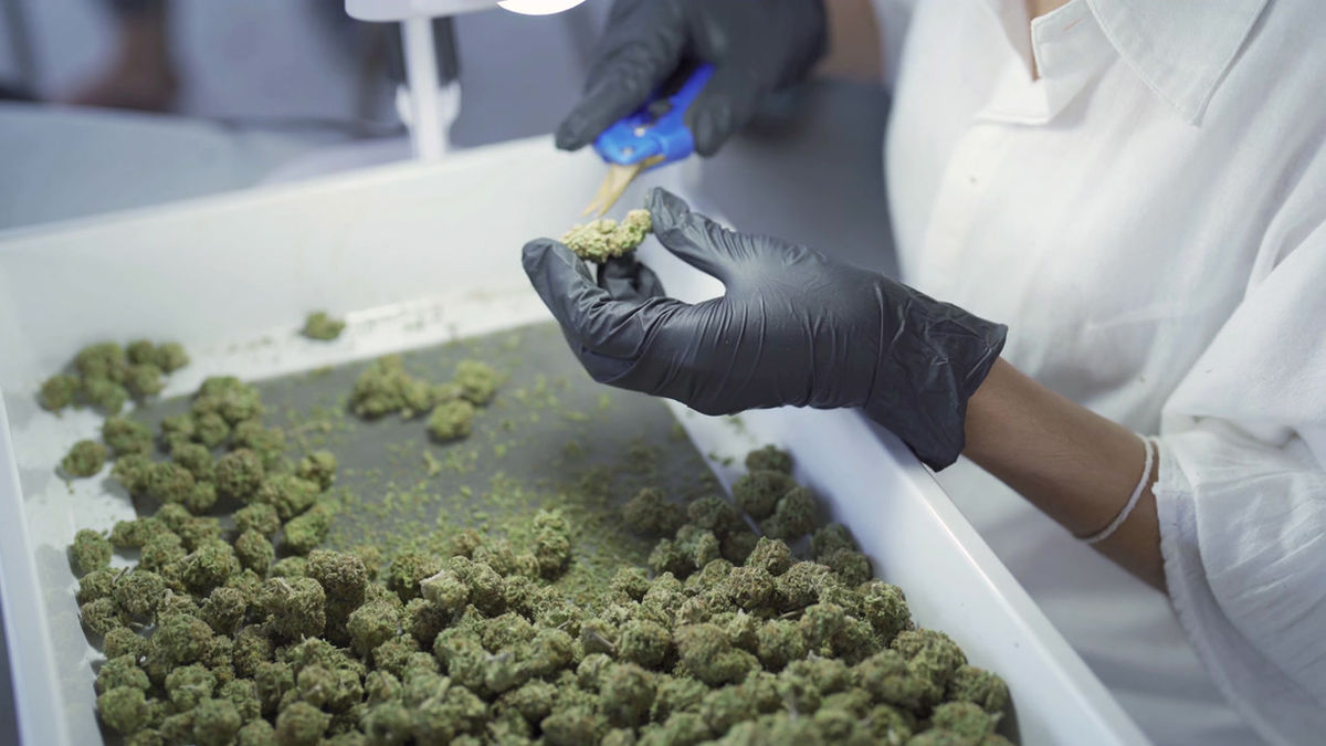 Workers trimming cannabis buds in lab coats at CannaBri facility